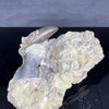 Allosaurus premaxillary tooth with turtle vertebrae on matrix