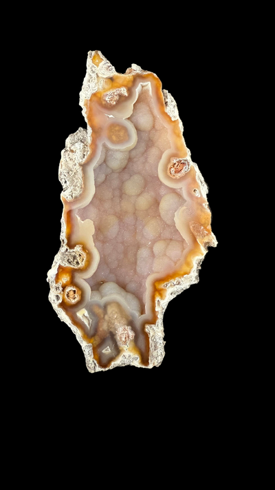 Agatized Coral