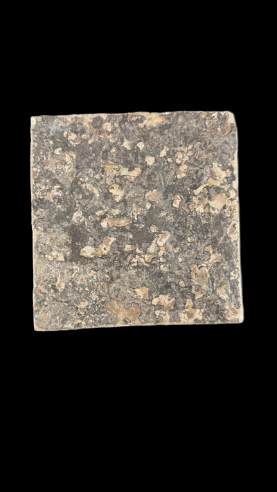 Sea Scorpion Eurypterid (Large)