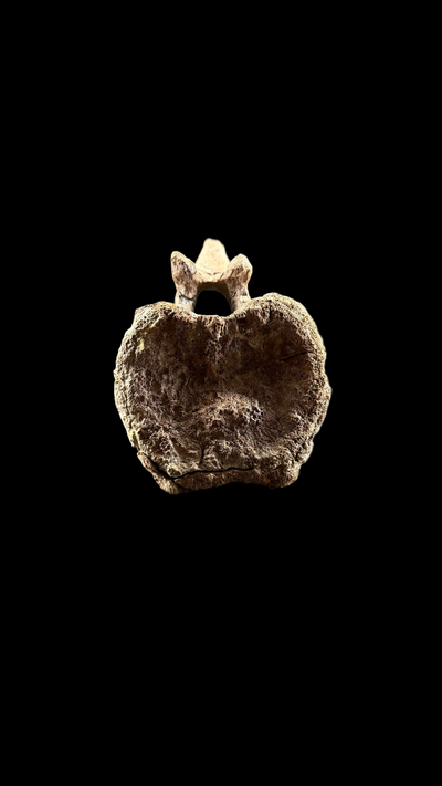 Pachycephalosaur Vertebrae