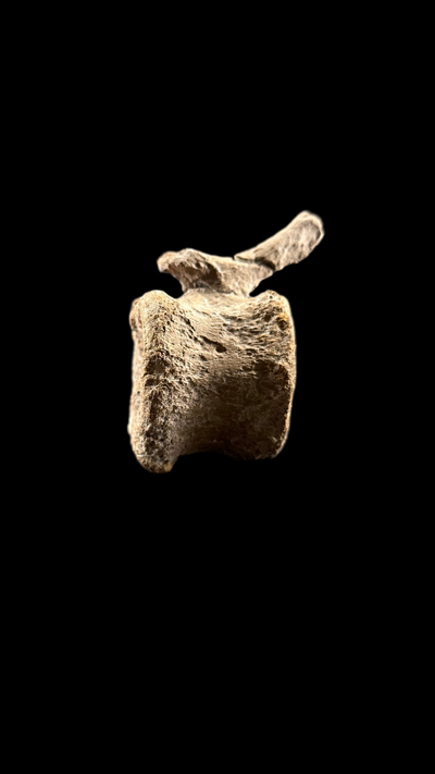 Pachycephalosaur Vertebrae
