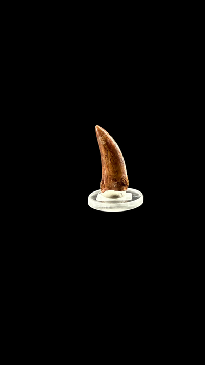 Carcharodontosaurus tooth