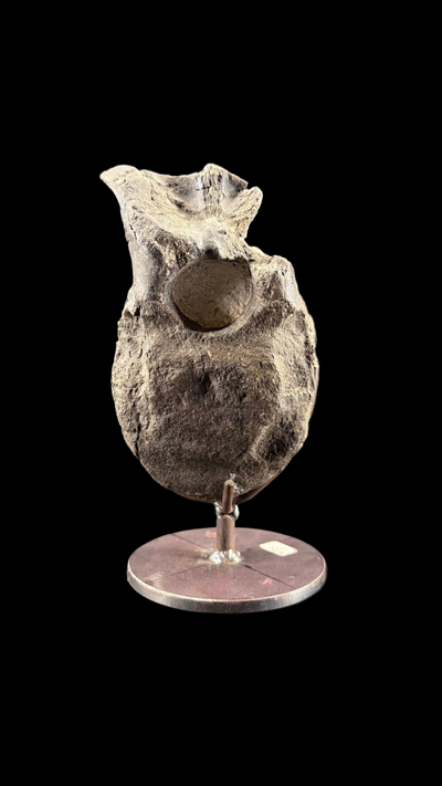 Hypacrosaur Vertebrae