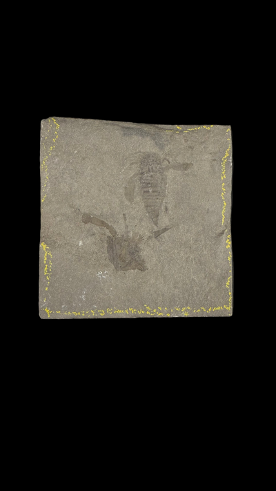 Sea Scorpion Eurypterid (medium)