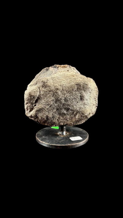Hypacrosaur Vertebrae