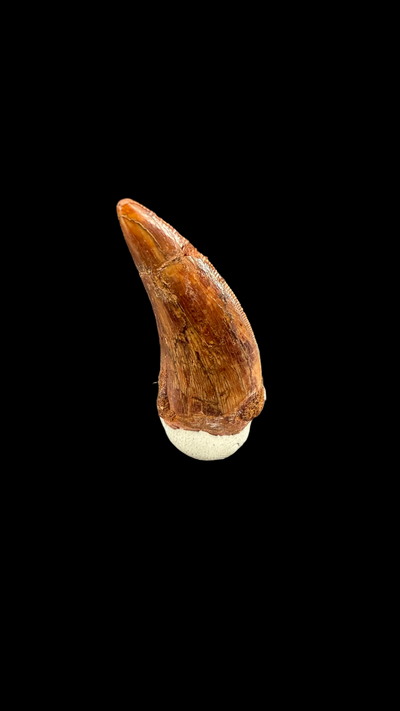 Carcharodontosaurus tooth
