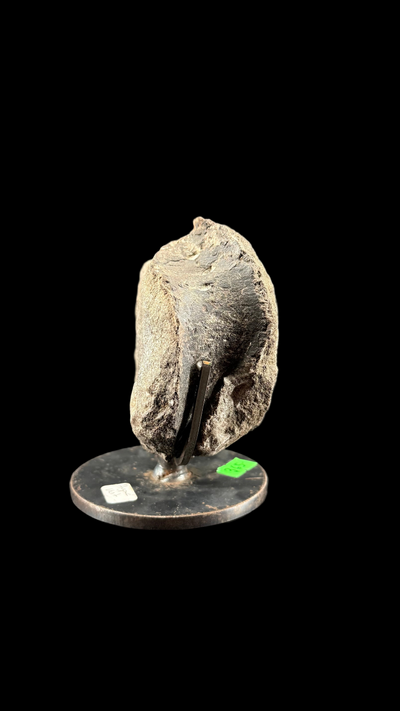 Hypacrosaur Vertebrae