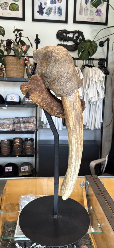 Ancient walrus skull