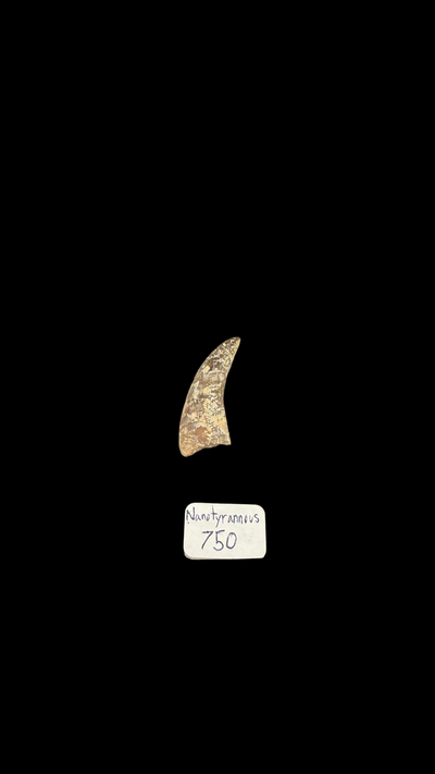 Nanotyrannus Claw