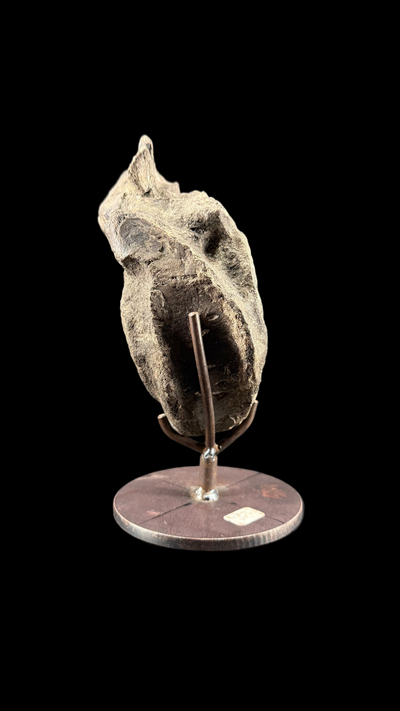 Hypacrosaur Vertebrae