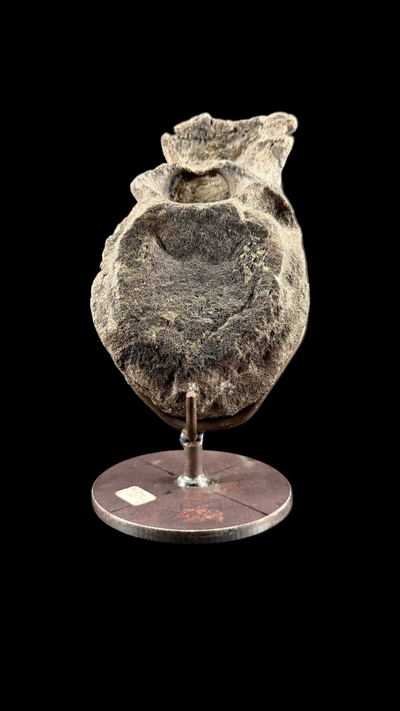 Hypacrosaur Vertebrae
