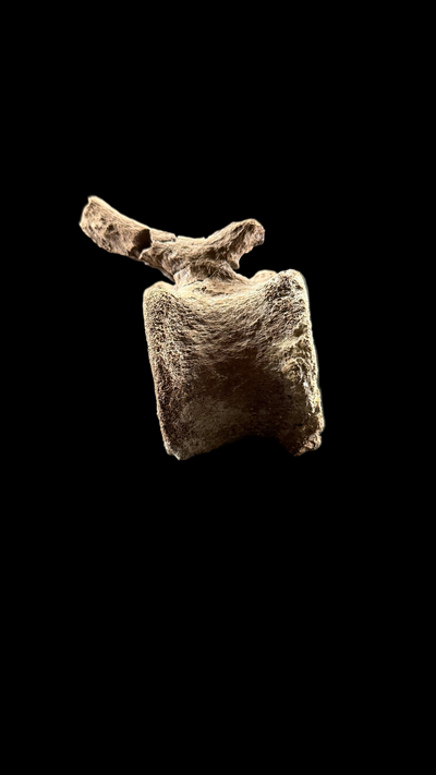 Pachycephalosaur Vertebrae
