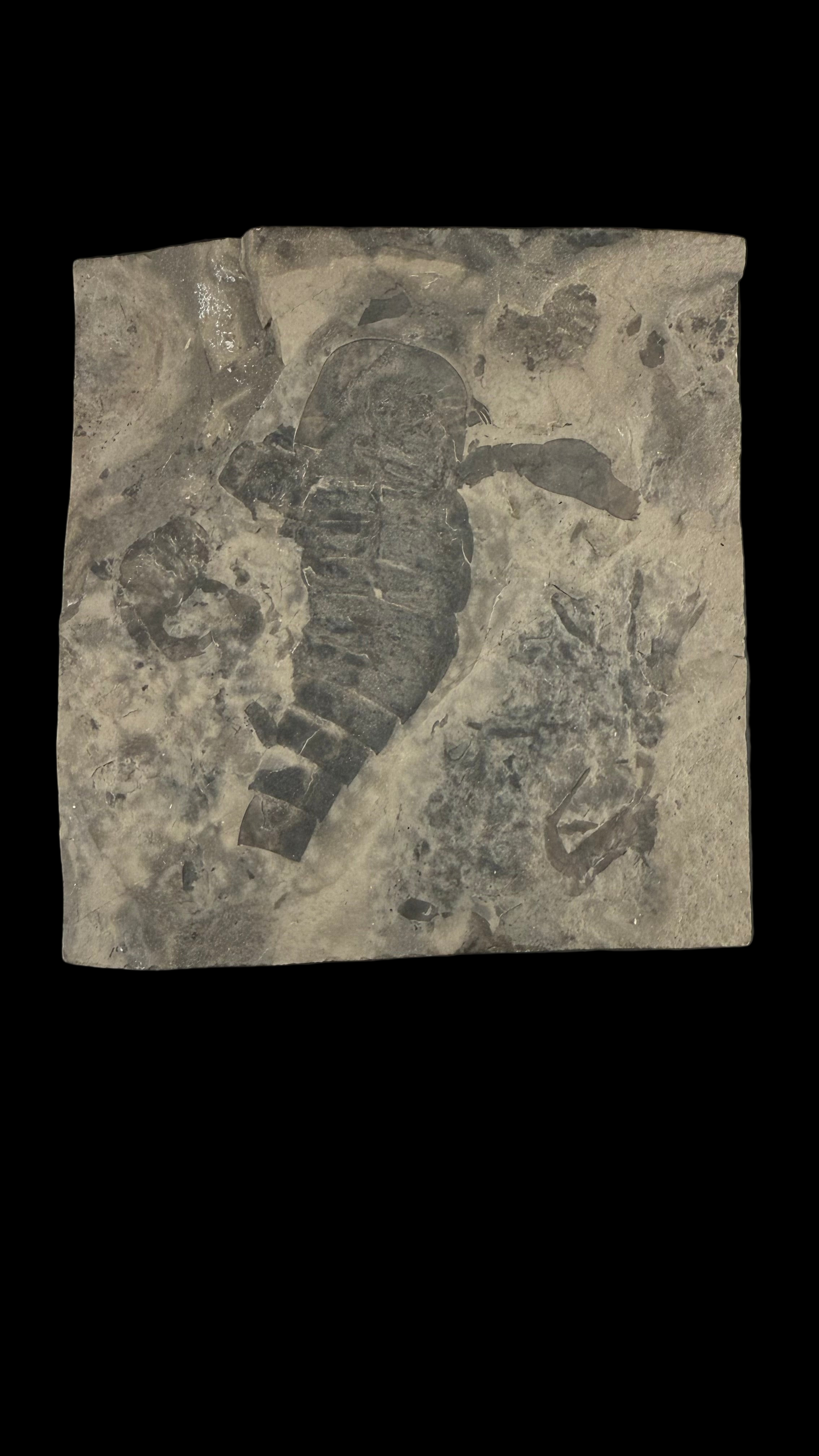 Sea Scorpion Eurypterid (Large)