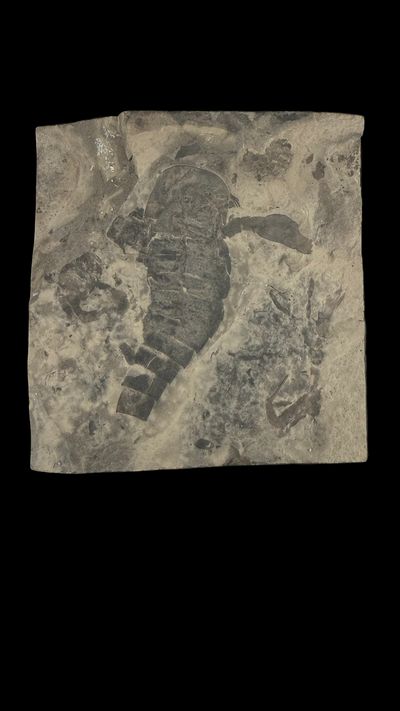 Sea Scorpion Eurypterid (Large)