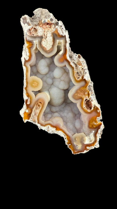 Agatized Coral