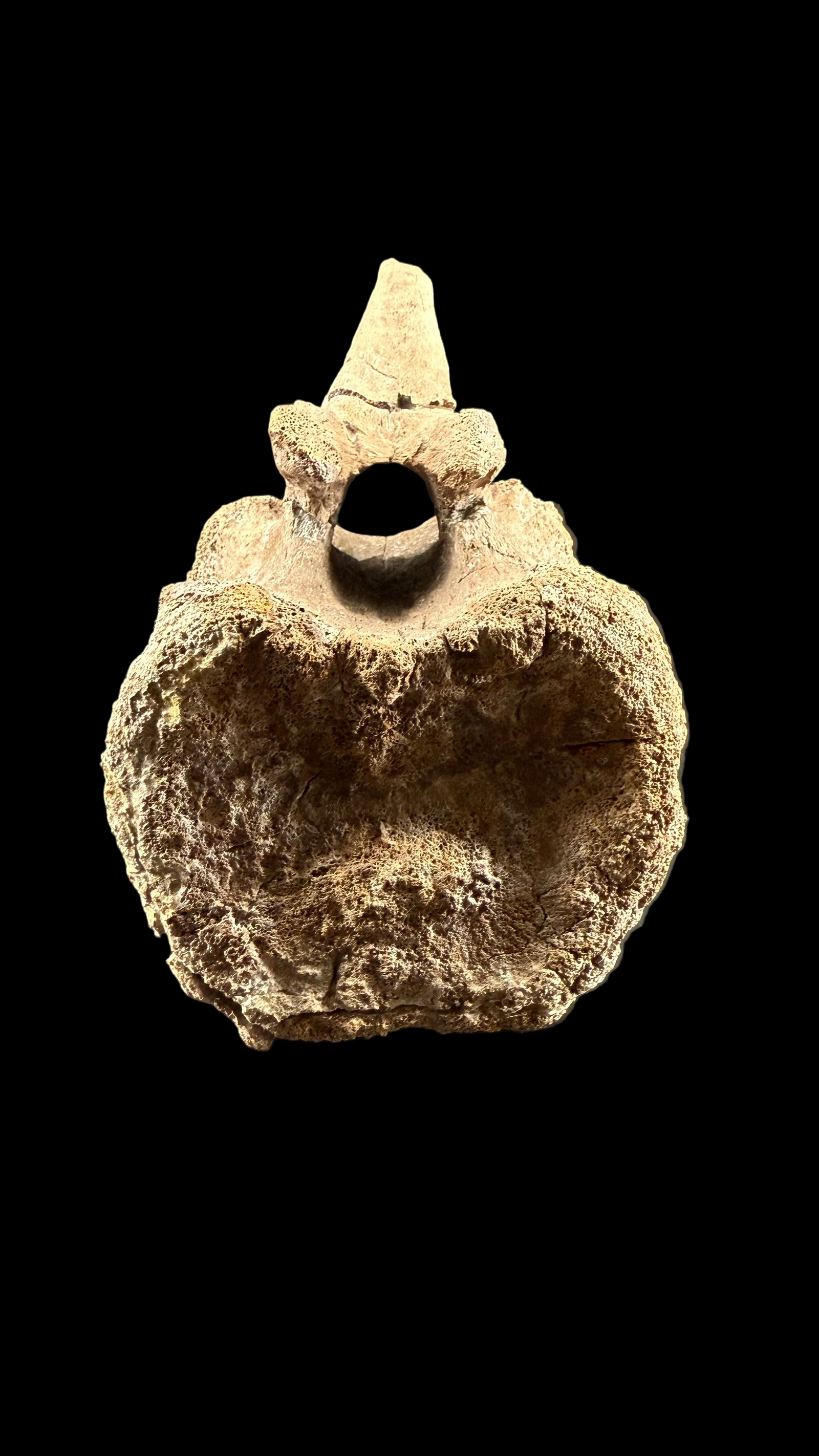 Pachycephalosaur Vertebrae