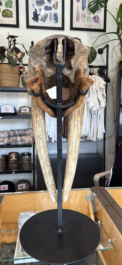 Ancient walrus skull