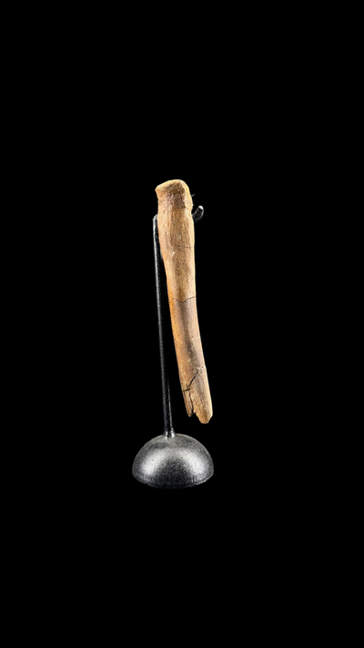 Pachycephalosaur Bone