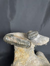 Trilobite block