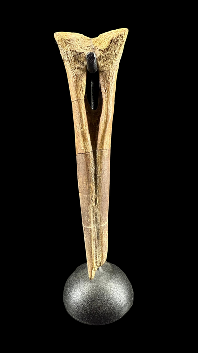 Pachycephalosaur Bone