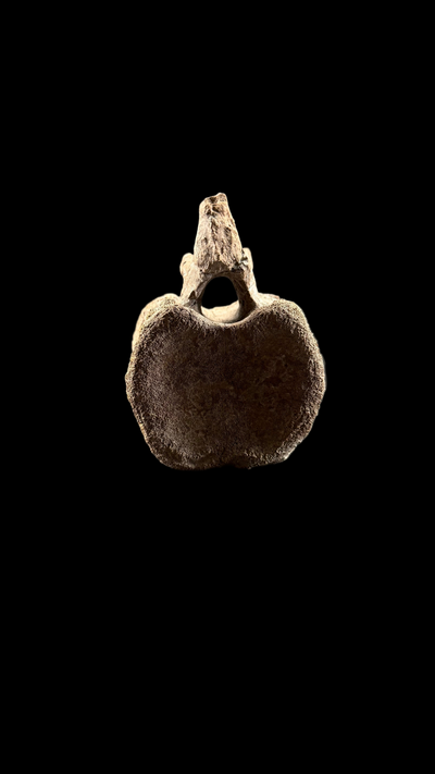 Pachycephalosaur Vertebrae