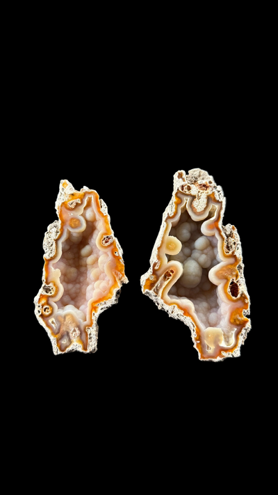 Agatized Coral