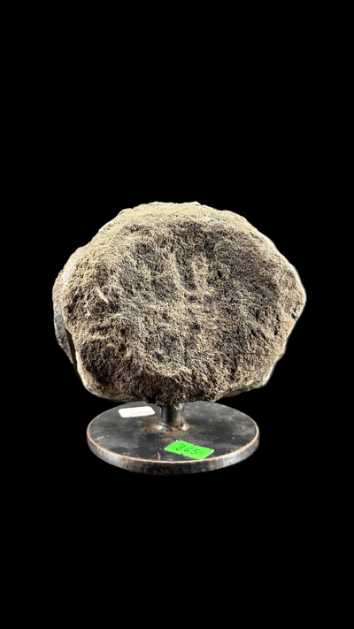Hypacrosaur Vertebrae