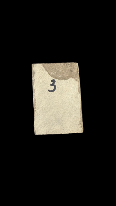 Sea Scorpion Eurypterid (small)