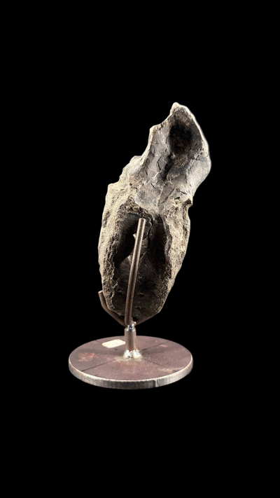 Hypacrosaur Vertebrae