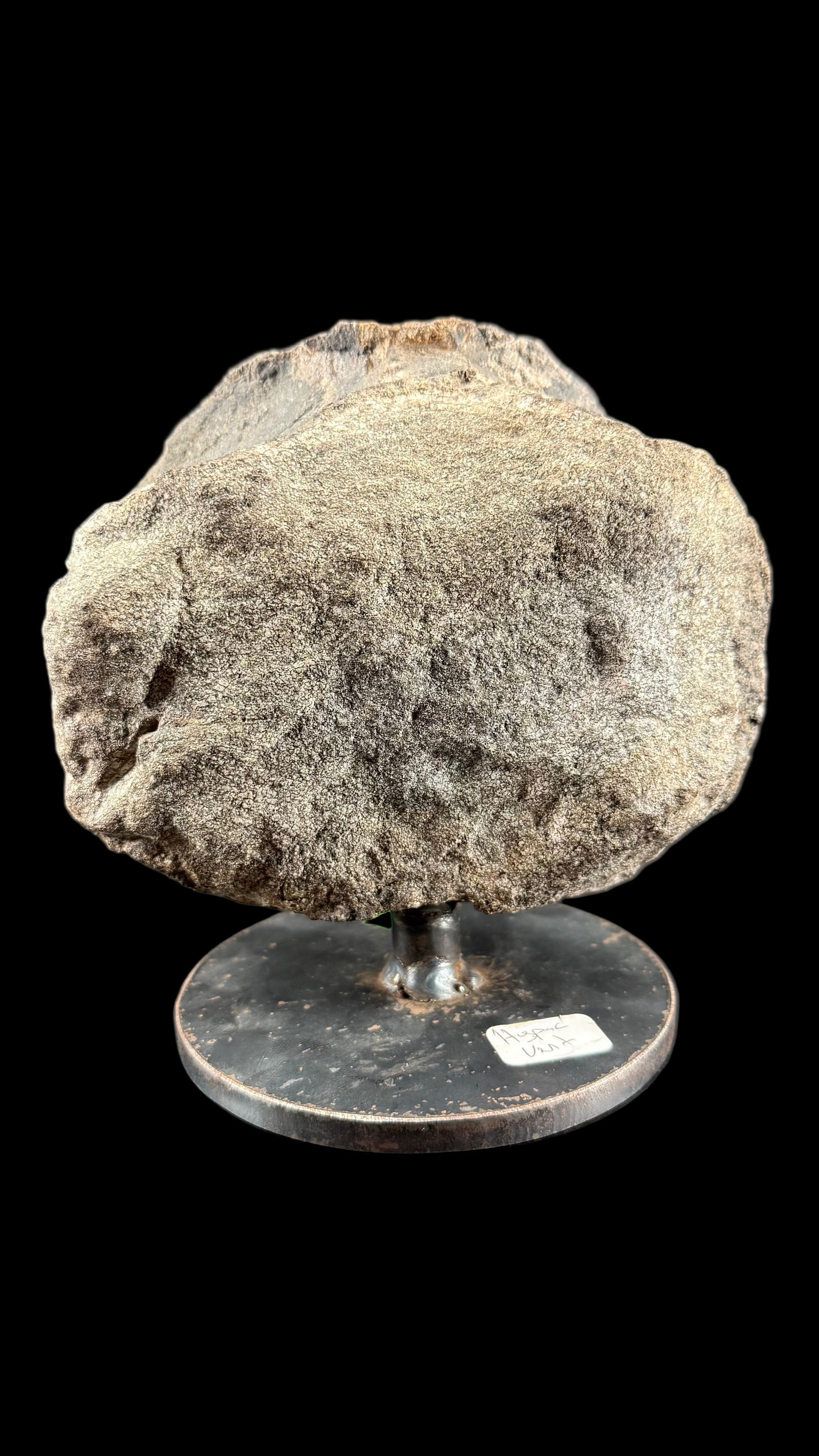 Hypacrosaur Vertebrae