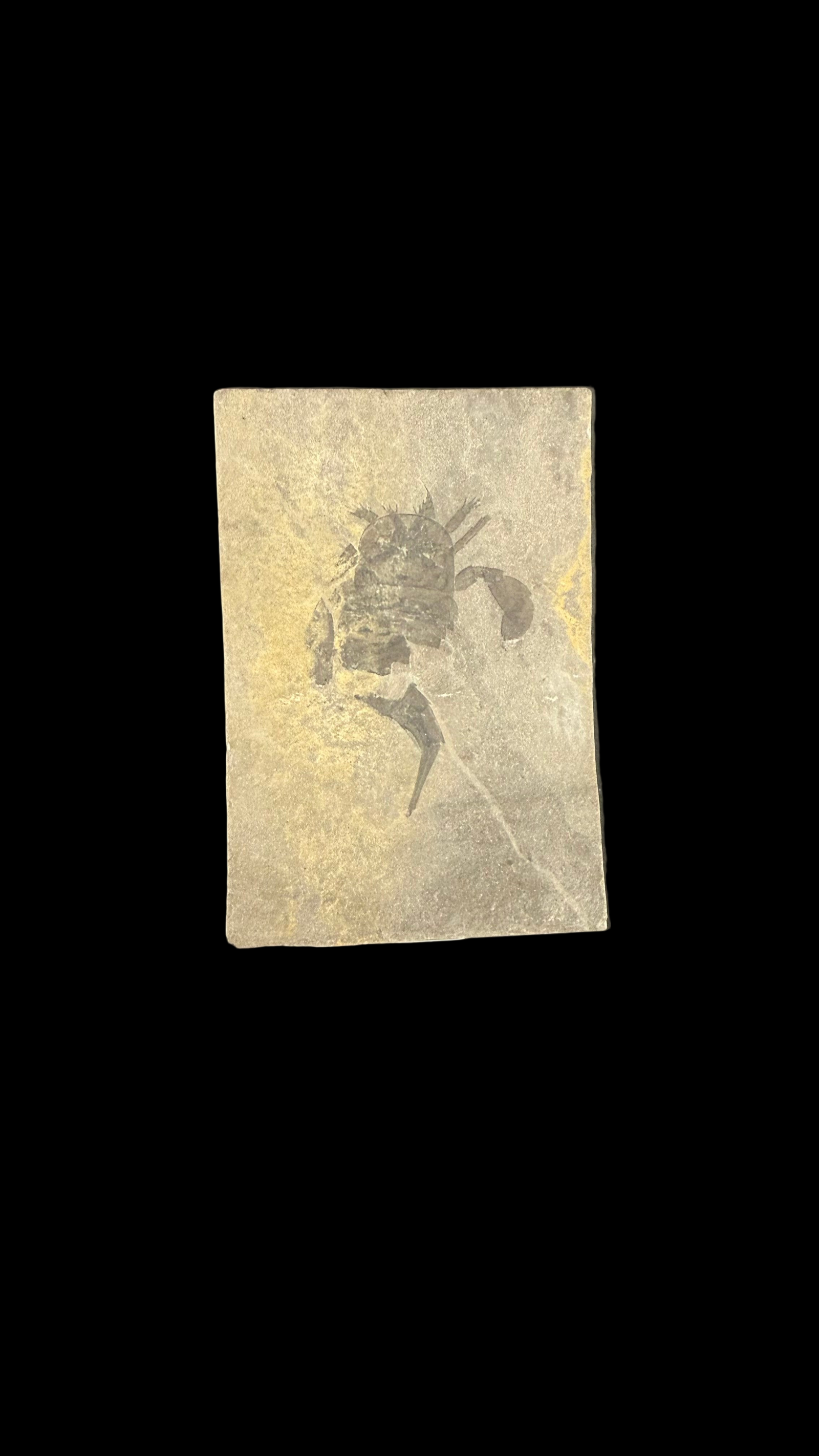 Sea Scorpion Eurypterid (small)
