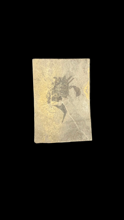 Sea Scorpion Eurypterid (small)
