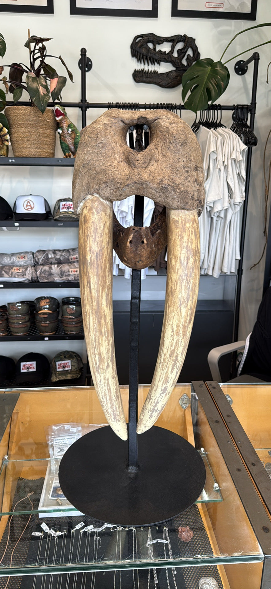 Ancient walrus skull