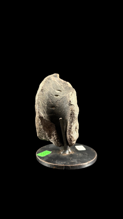 Hypacrosaur Vertebrae