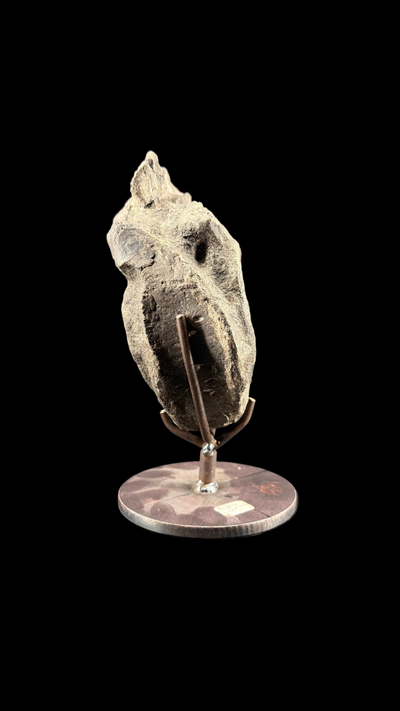 Hypacrosaur Vertebrae