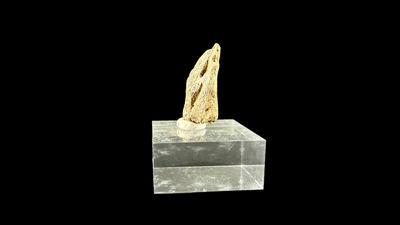 Pachycephalosaur Claw