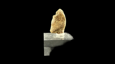 Pachycephalosaur Claw