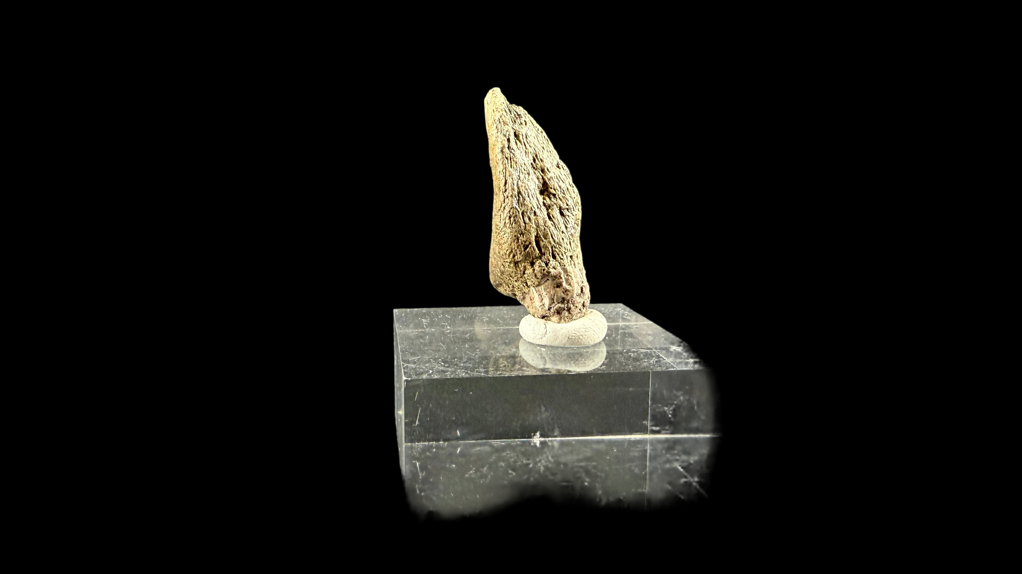 Pachycephalosaur Claw