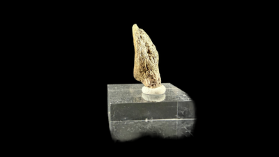 Pachycephalosaur Claw