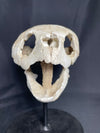 Lytoloma turtle skull