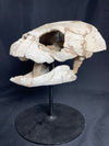 Lytoloma turtle skull