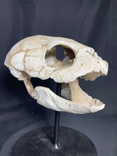 Lytoloma turtle skull