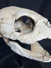 Lytoloma turtle skull