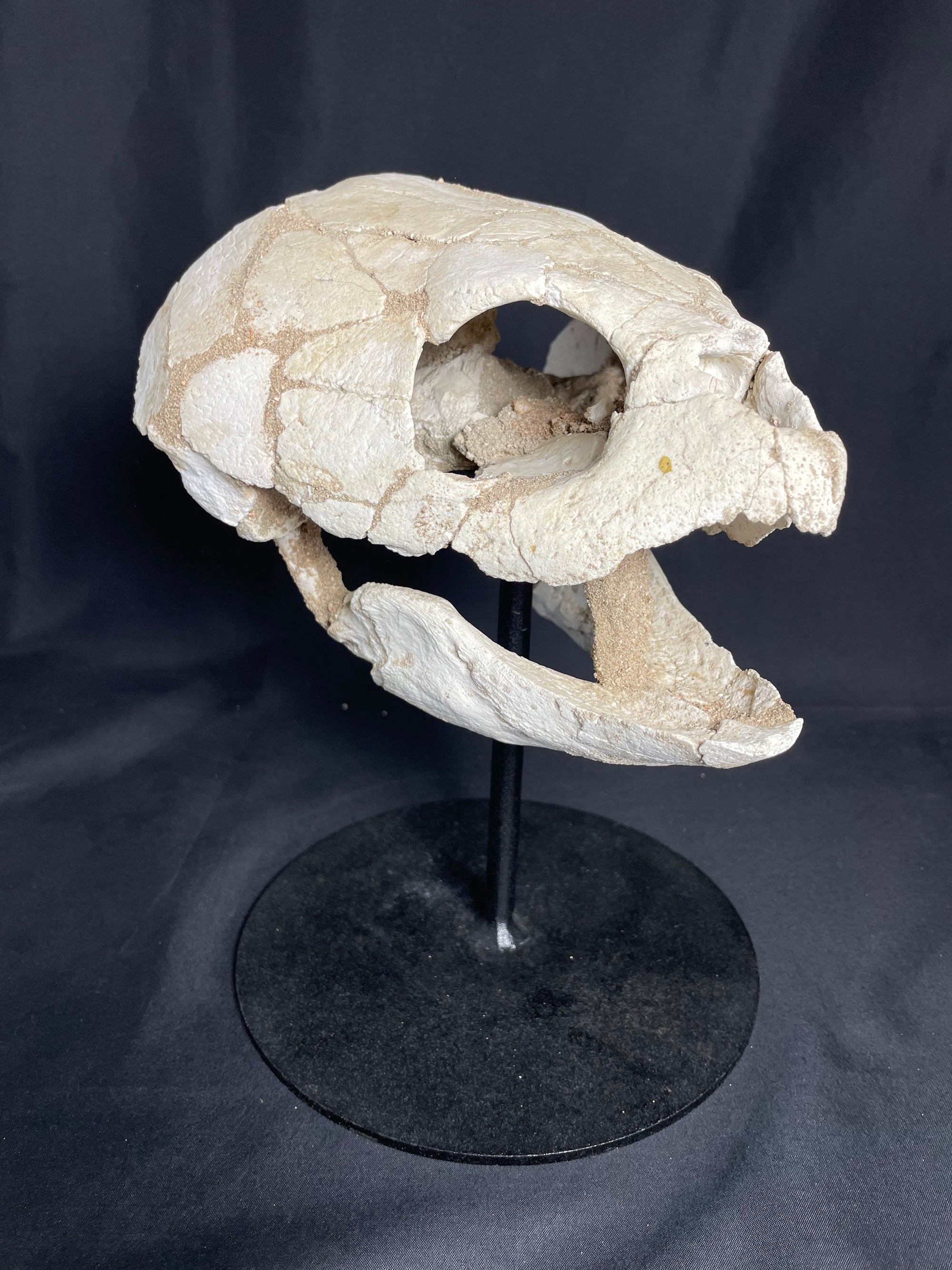 Lytoloma turtle skull