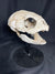 Lytoloma turtle skull