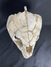 Lytoloma turtle skull