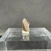 Torvosaurus tooth tip