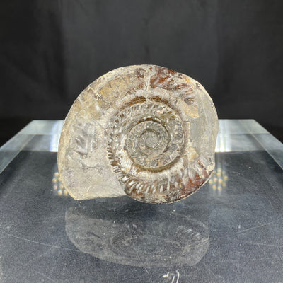 English isle ammonite