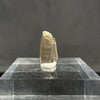 Allosaurus tooth