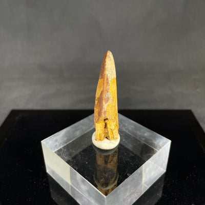 Carcharodontosaurus tooth